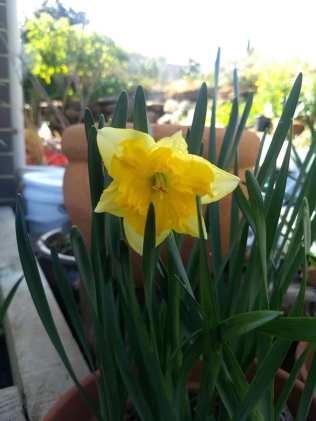 split corolla daffodils